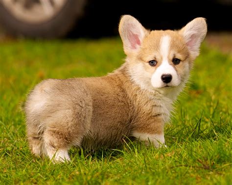 corgi puppies for sale price.